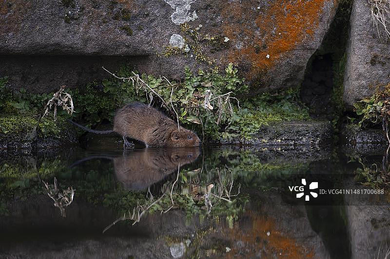 从德比郡河岸走出的田鼠图片素材