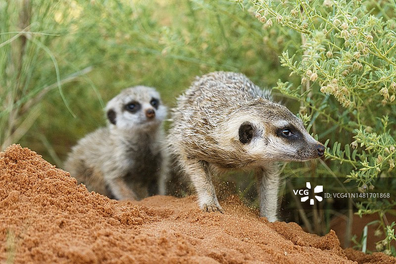 两只小猫鼬走出洞穴（南非，喀拉哈里跨国公园）图片素材