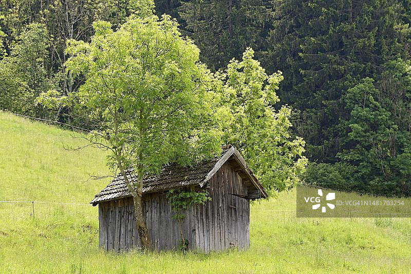 阿尔高阿尔卑斯山山地草甸上的木屋，德国巴伐利亚图片素材