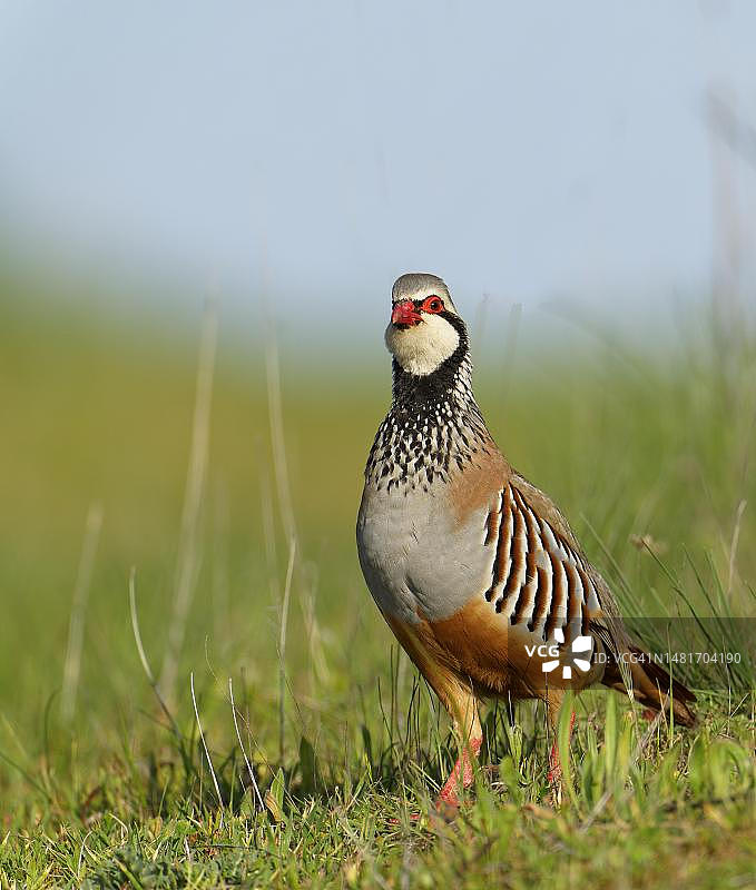 西班牙卡斯蒂利亚-拉曼查的雄性红腿石鸡图片素材