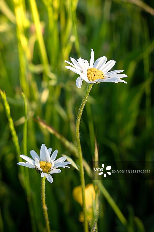 德国黑森林草地上的雏菊微距拍摄图片素材