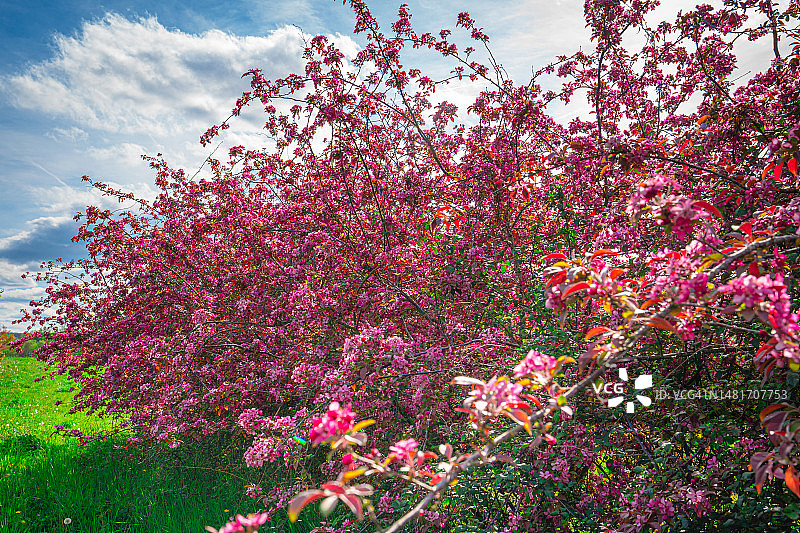 苹果花系列图片素材