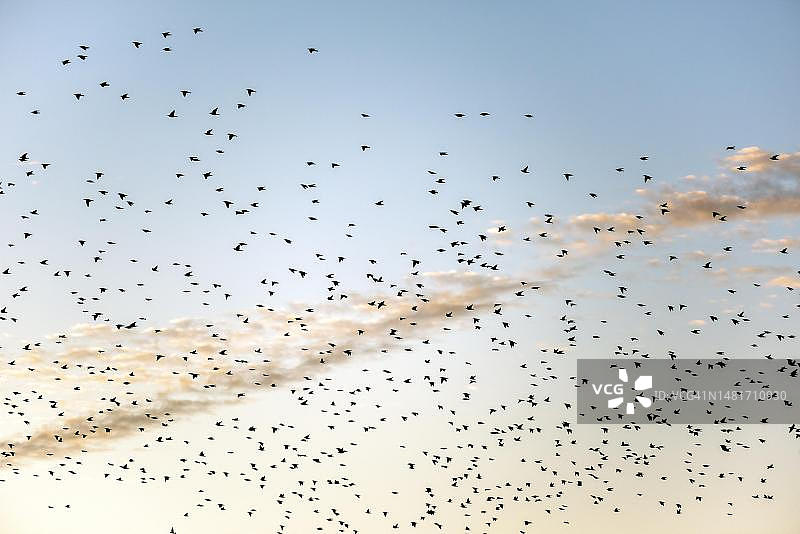 暮光下飞行的一群欧洲椋鸟（阿尔萨斯，法国）图片素材