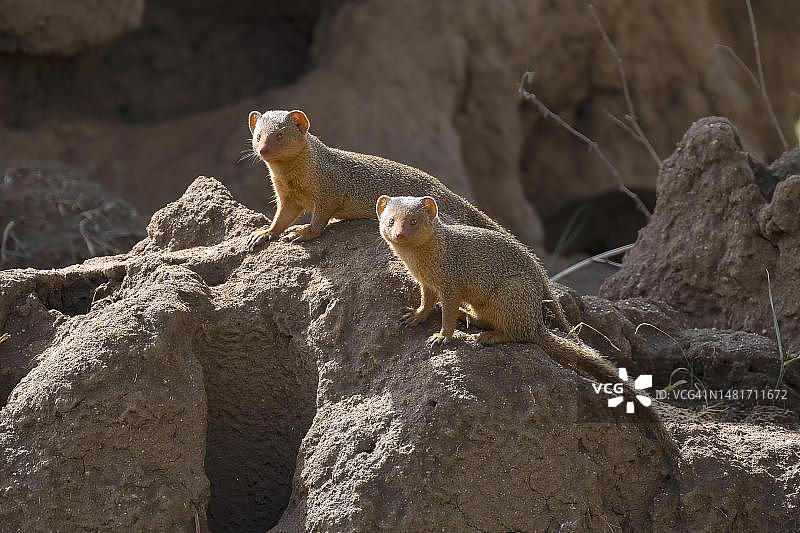 獴（Herpestidae），数只动物坐在白蚁丘上，坦桑尼亚塔兰吉雷国家公园图片素材