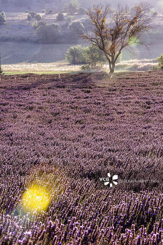 法国普罗旺斯巴农附近的薰衣草田图片素材