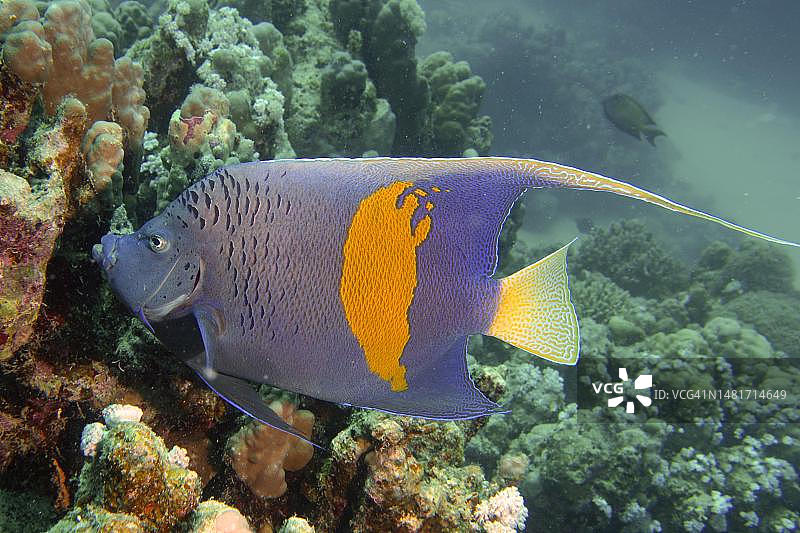 半月神仙鱼，埃及红海图片素材