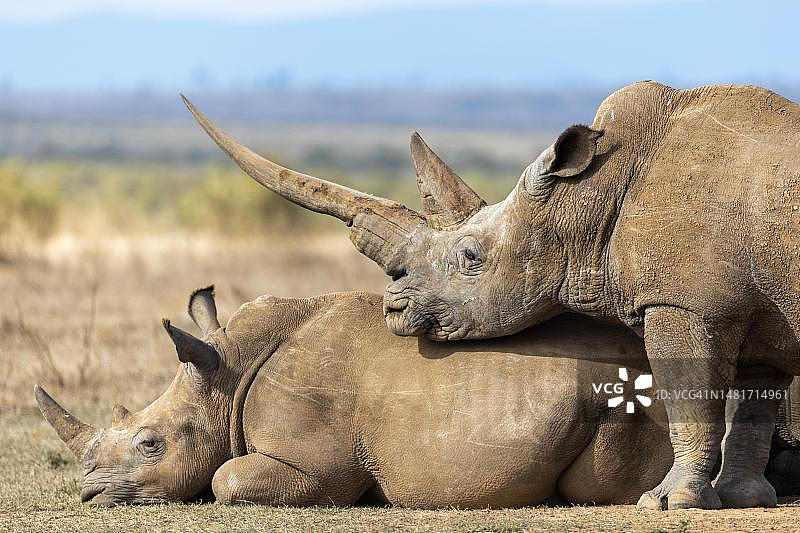 白犀牛群，肯尼亚索里奥牧场图片素材