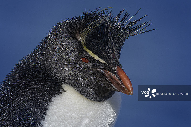 可爱的跳岩企鹅在布莱克岛的头部特写图片素材
