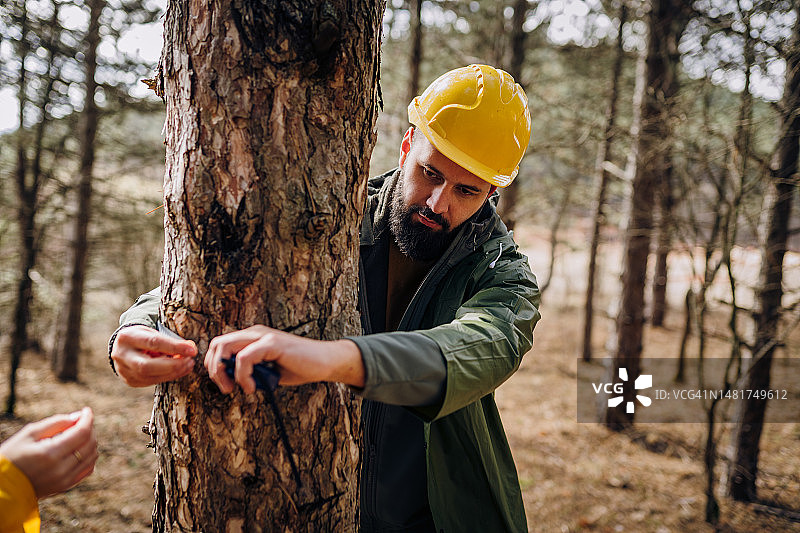 公园管理员测量树木图片素材