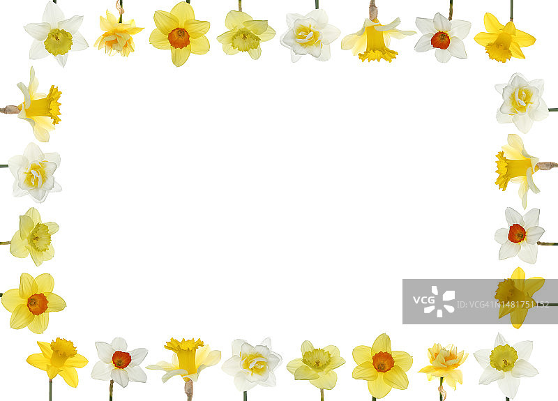排列成框架的各种不同水仙花图片素材