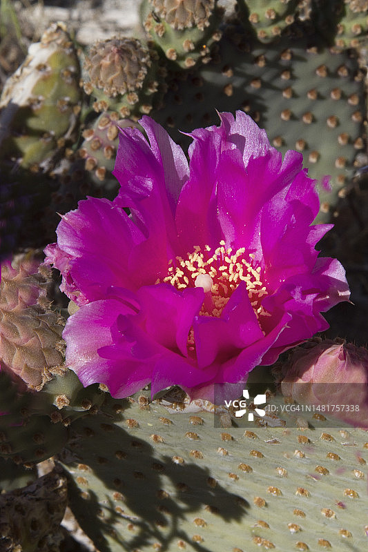 海狸尾仙人掌花图片素材