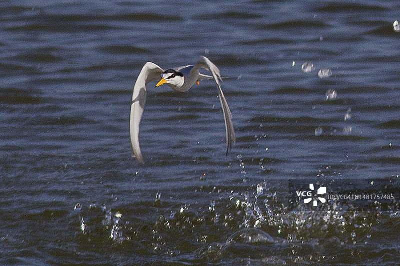 加州小燕鸥溅起水花起飞图片素材