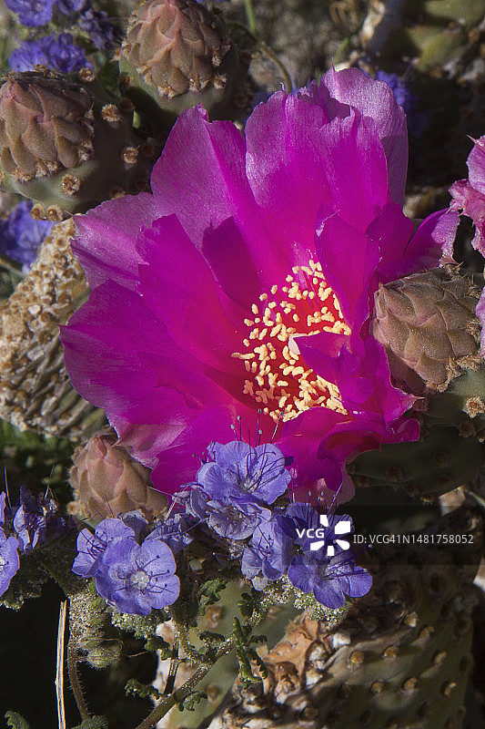 海狸尾仙人掌花和野生天芥菜花蕾图片素材