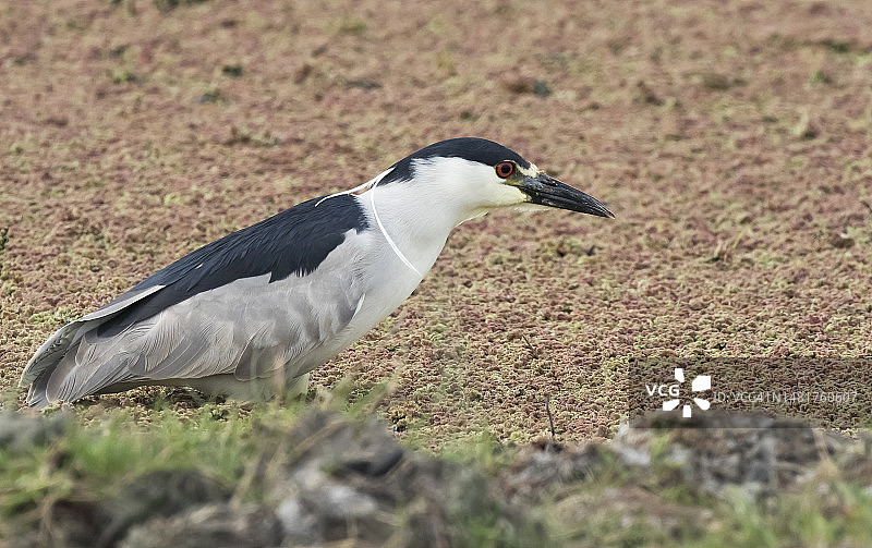 黑冠夜鹭图片素材