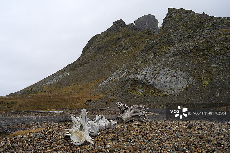冰岛东南部霍芬附近的沙滩上的鲸鱼骨骼图片素材