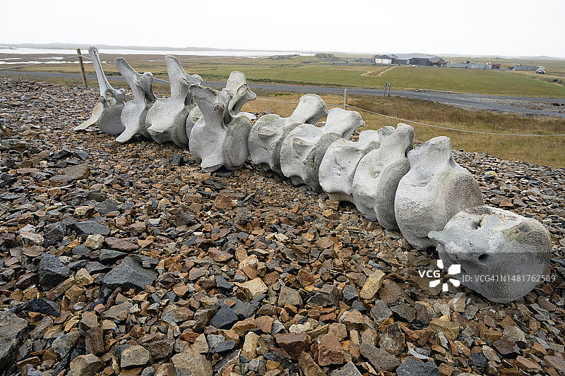 冰岛东南部霍芬附近的沙滩上的鲸鱼骨骼图片素材