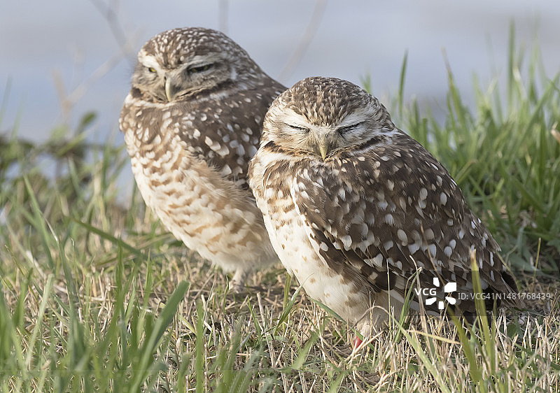 两只穴鸮图片素材