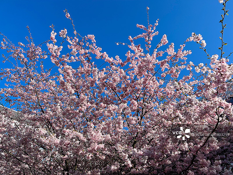 短毛樱桃，蔷薇科观赏树木图片素材