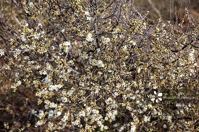 盛开的黑刺李特写图片素材