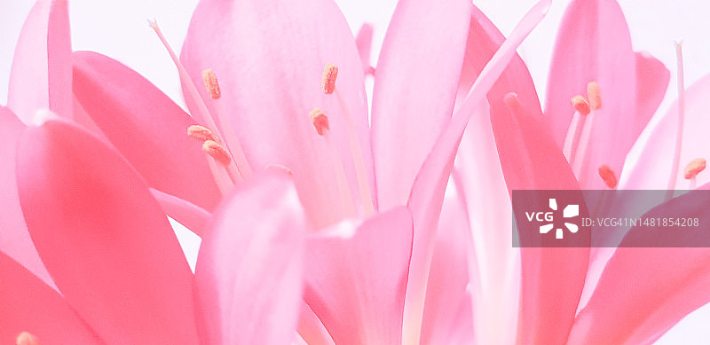 白色背景下盛开的粉色君子兰花朵，花瓣柔和圆润，色彩浓郁，黄色雄蕊精致图片素材