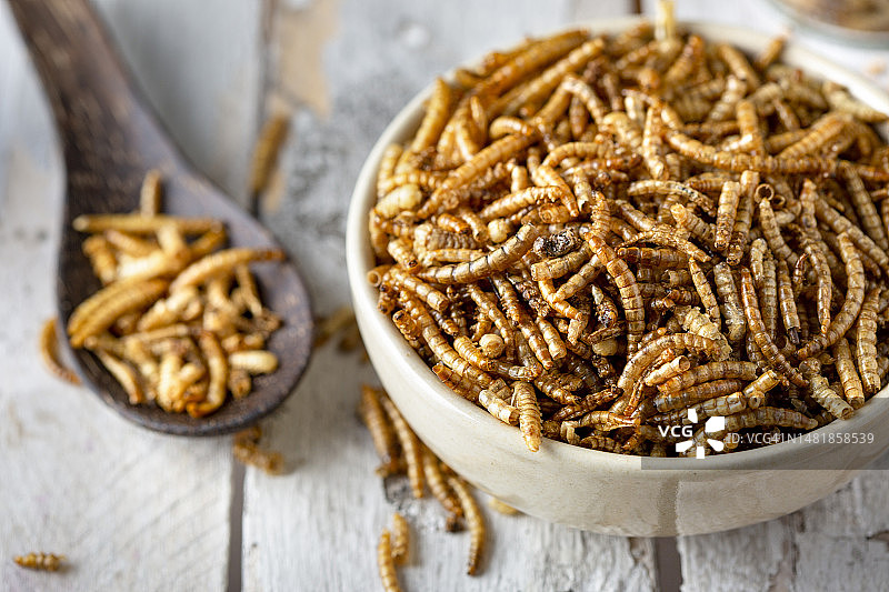 可食用的昆虫肉类替代品：黄粉虫图片素材