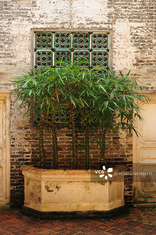 佛肚竹图片素材