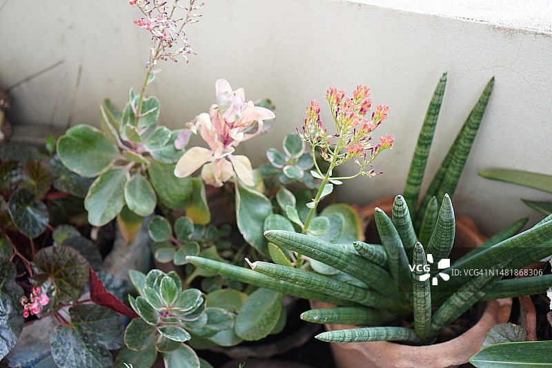 长寿花红色花朵图片素材