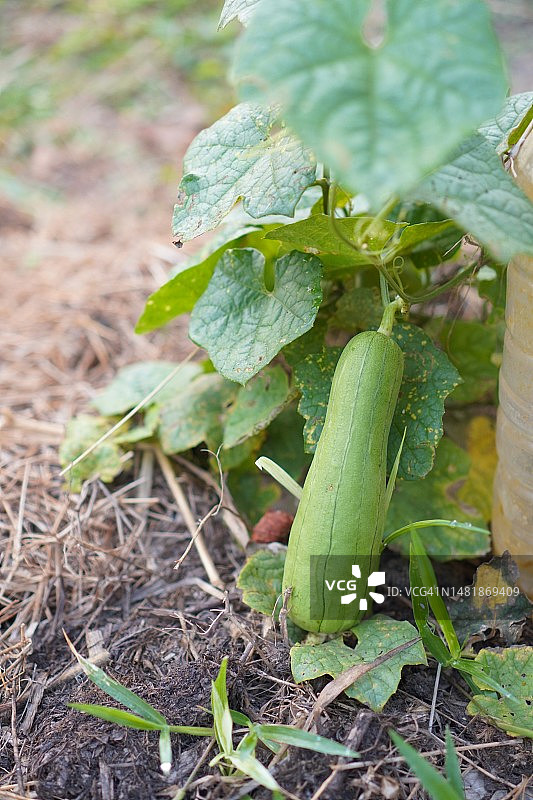 丝瓜，葫芦科绿色蔬菜，在自然背景下的棕色织物上新鲜图片素材
