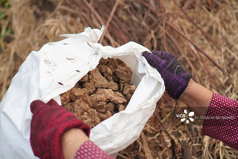 手拿麻袋里的干牛粪图片素材