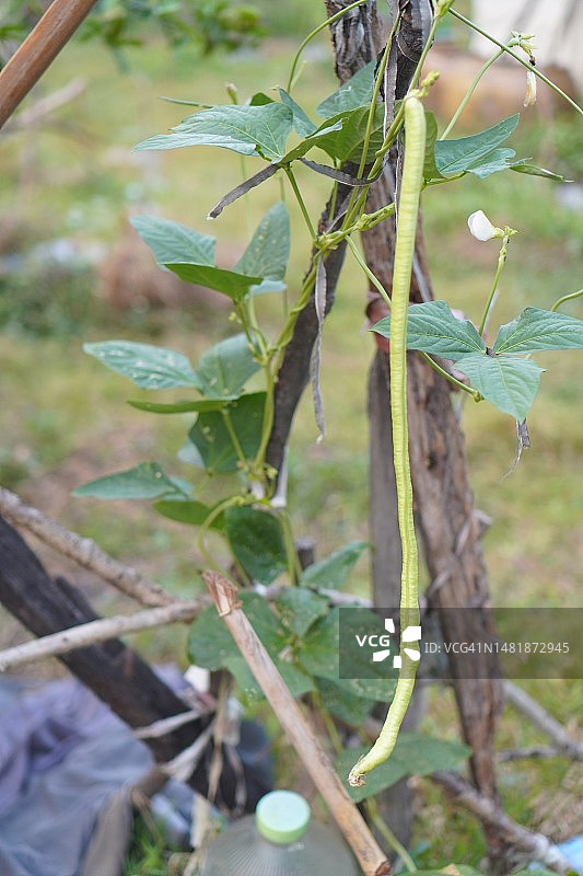 花园中盛开的豆角和白刀豆图片素材