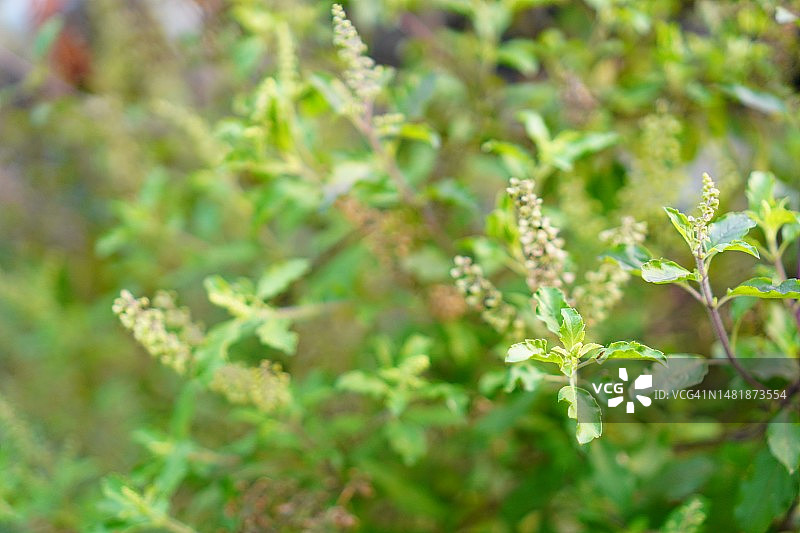 泰国圣罗勒(Ocimum tenuflorum sanctum)或Tulsi kaphrao圣罗勒是一种直立的，叶子红色的蔬菜，在自然背景下盛开在花园中图片素材