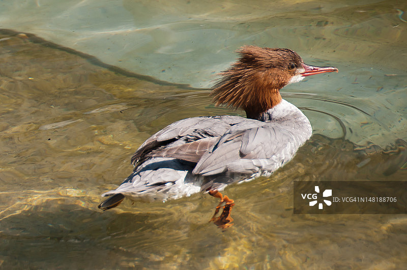 普通秋沙鸭（雌）图片素材