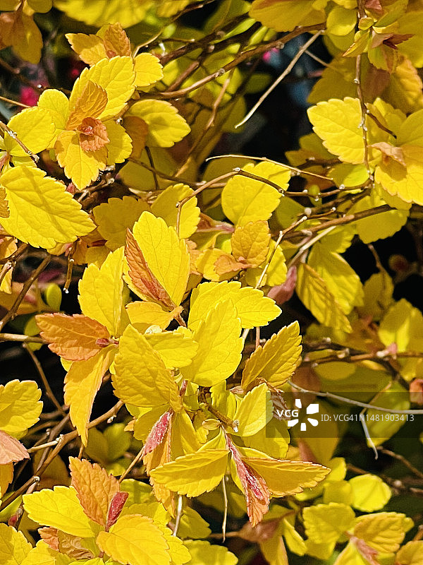 特写镜头下的日本绣线菊花叶图片素材