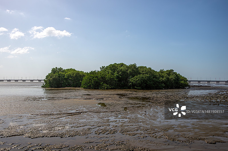 巴拿马城帕纳玛 viejo 海滩低潮时的红树林图片素材