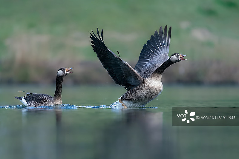 英国湖中游泳的鸟特写图片素材