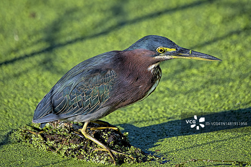 在美国佛罗里达州洛克萨哈奇的田野上栖息的苍鹭特写图片素材