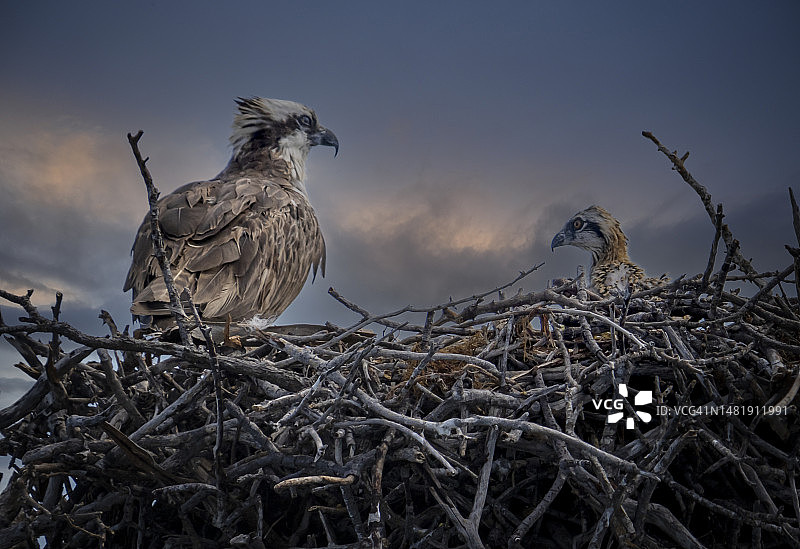 仰视视角下的栖息在树上的白色鸟类，基拉戈，佛罗里达州，美国图片素材