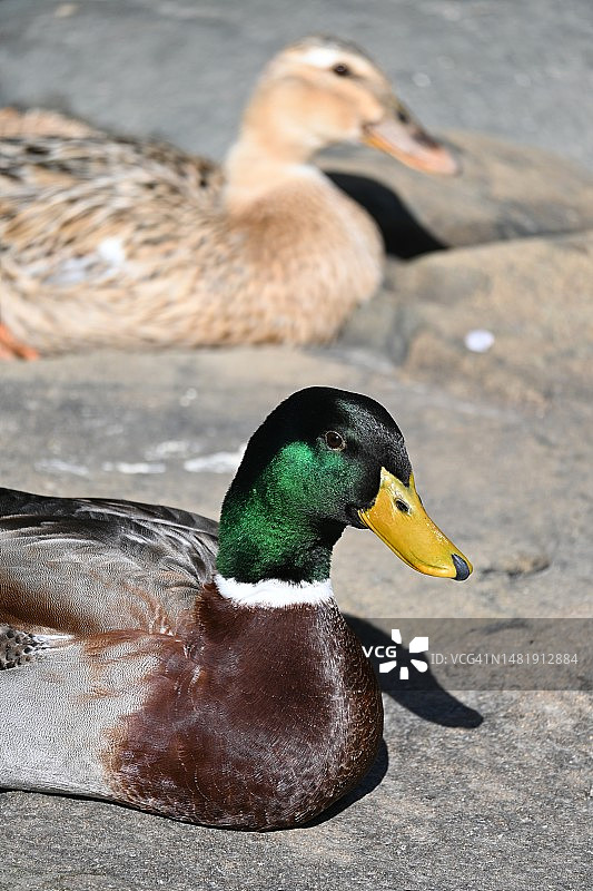 在湖中游泳的绿头鸭特写，日本尾锄町图片素材