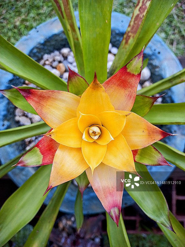 开花植物（高角度）图片素材