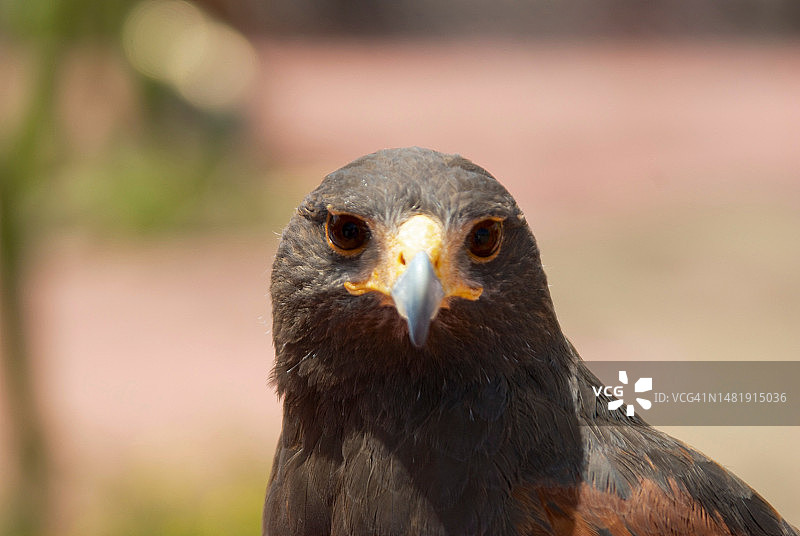 美国亚利桑那州，老鹰特写肖像图片素材