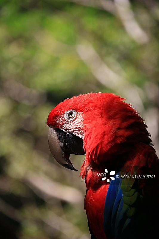 美国户外绿色栖息物特写图片素材