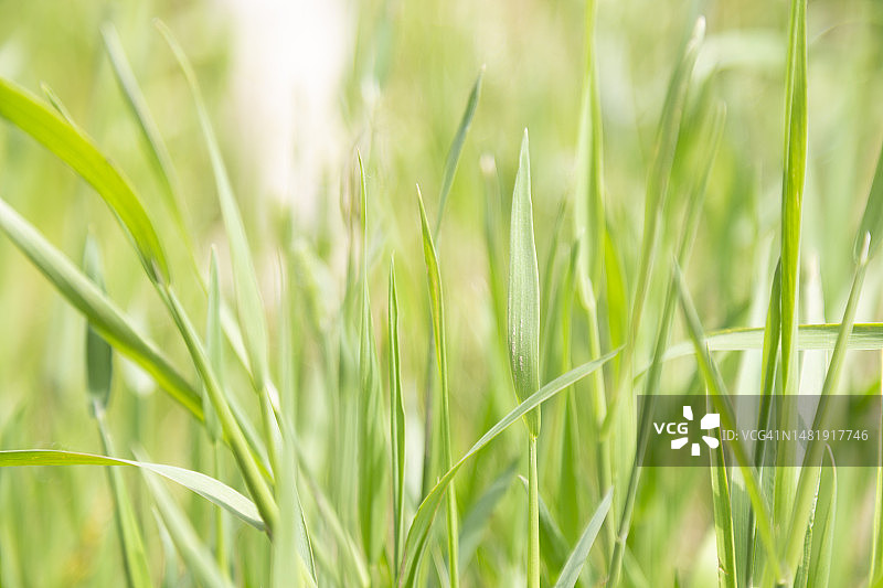 中国田野上生长的农作物特写图片素材