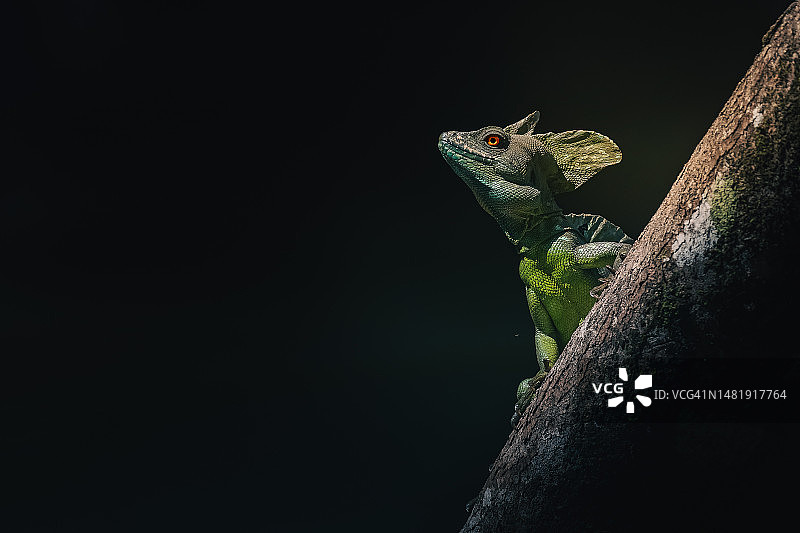 哥斯达黎加阿拉胡埃拉省蛇怪在树干上特写图片素材