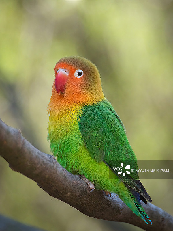 特写：鹦鹉栖息在树枝上，法国图片素材
