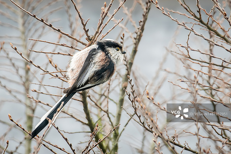 歌山雀栖息在树枝上特写，德国图片素材