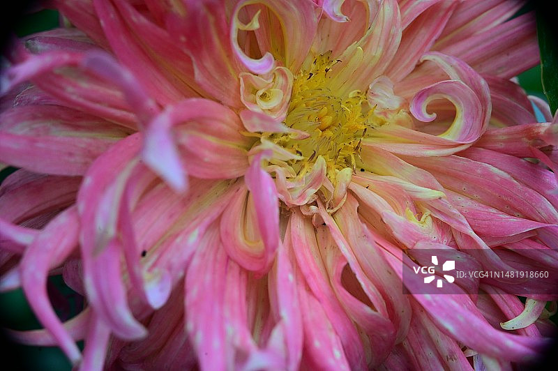 塞尔维亚，我的花园里有非常漂亮的彩色夏日花朵图片素材