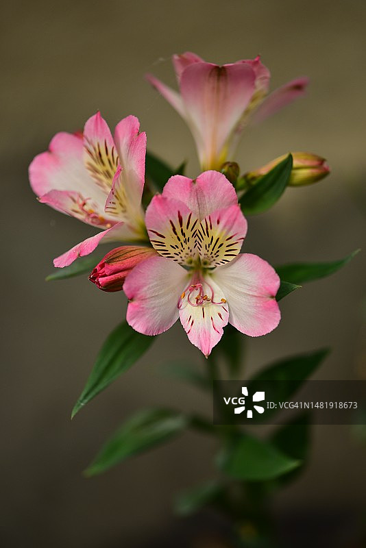 塞尔维亚，我的花园里有非常漂亮的彩色夏日花朵图片素材