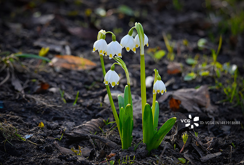 田野上的白色植物特写，俄罗斯图片素材
