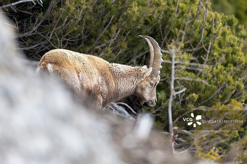 阿尔卑斯山野山羊站在岩石上的侧面照，奥地利图片素材