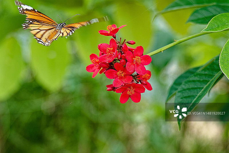 蝴蝶在红花上采蜜特写，泰国黎逸府图片素材